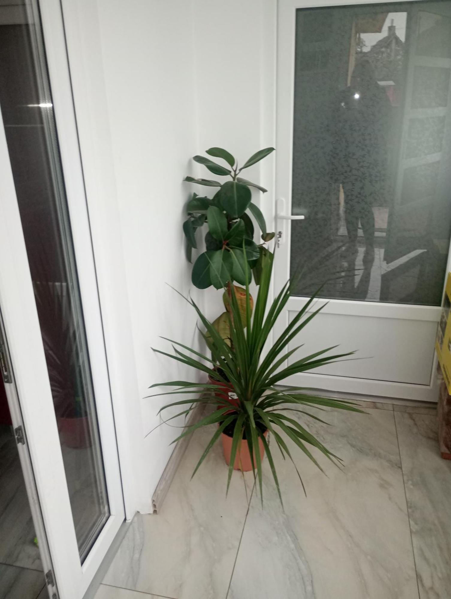 Izabella Guest House Săcele Zewnętrze zdjęcie