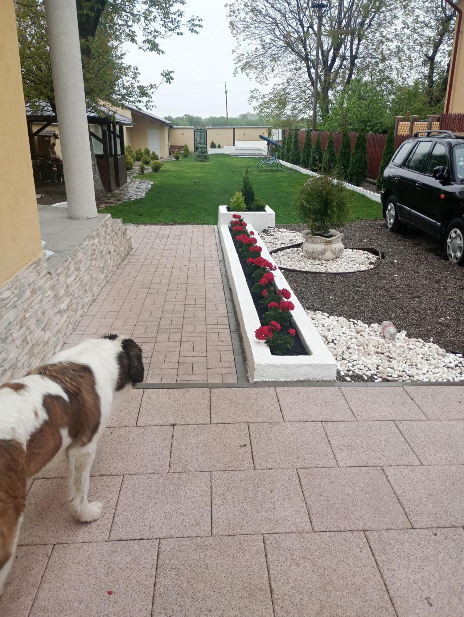 Izabella Guest House Săcele Zewnętrze zdjęcie